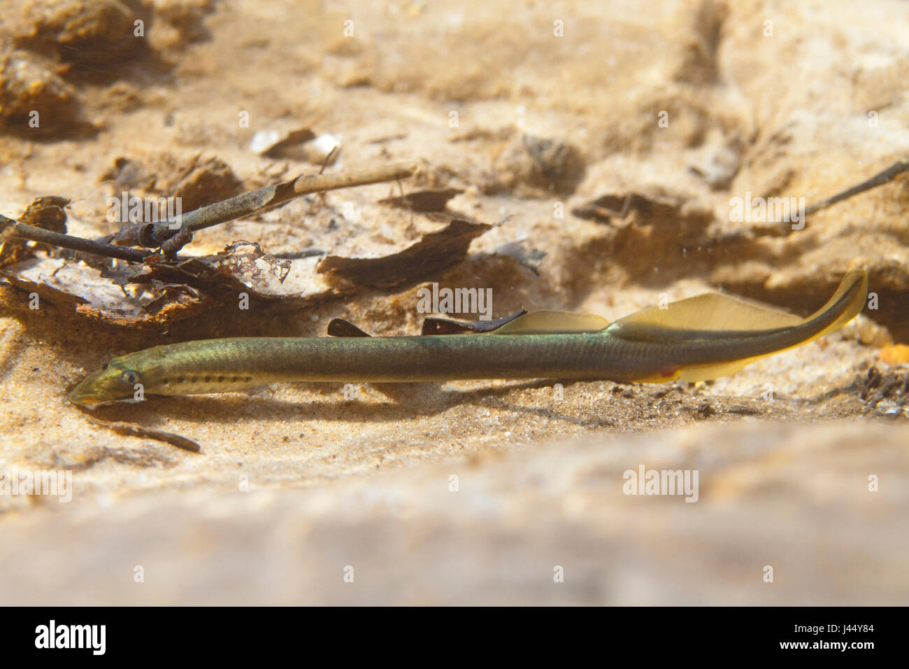 photo of a brook lamprey Stock Photo
