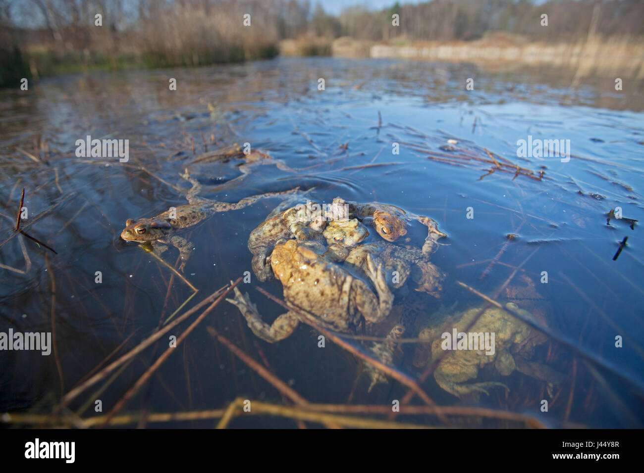 Common Toad Hunted photo of common toads Stock Photo - Alamy