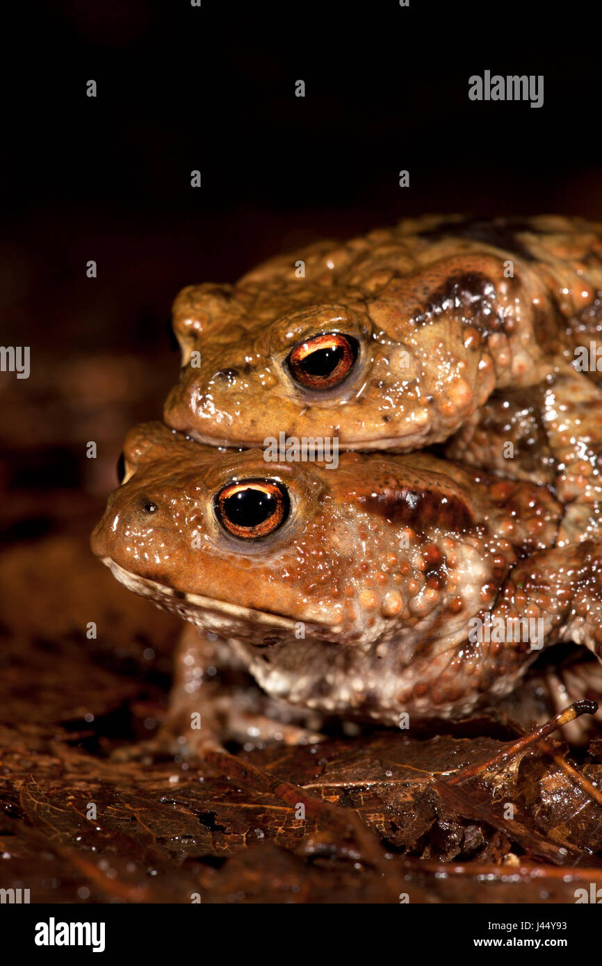 photo of a pair of common toads at night Stock Photo Alamy
