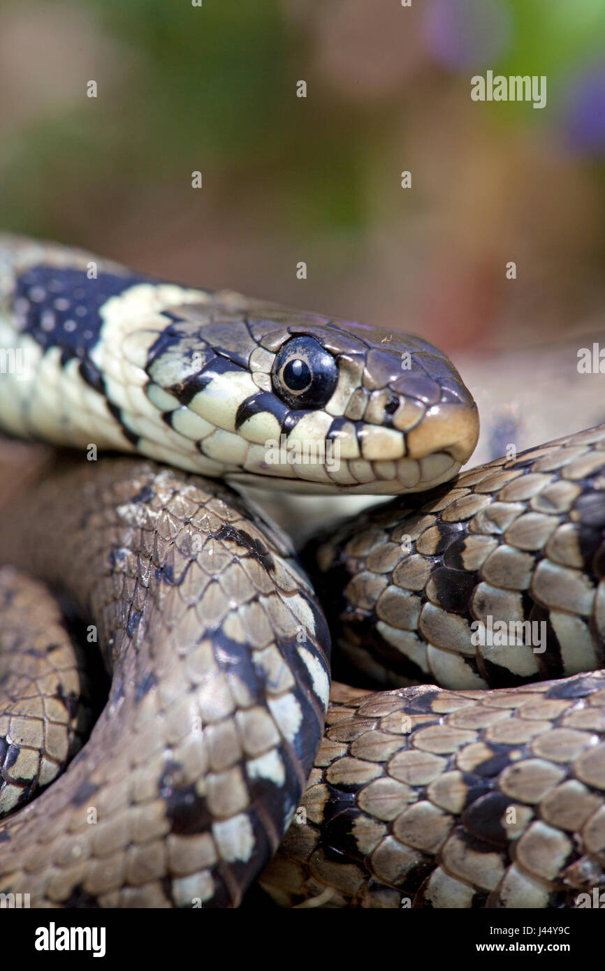 photo of a grass snake Stock Photo