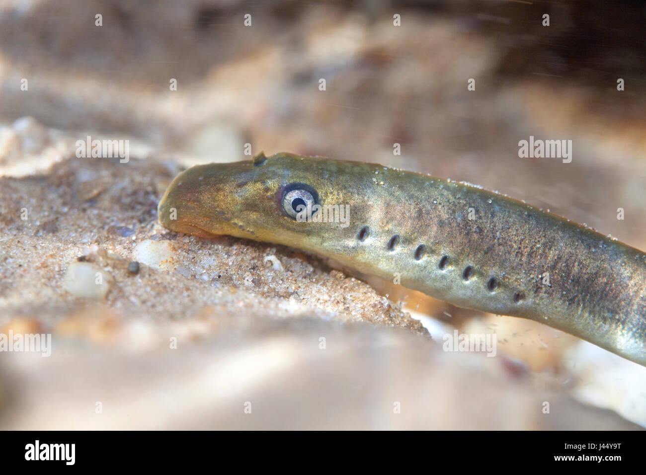 portrait of a brook lamprey Stock Photo
