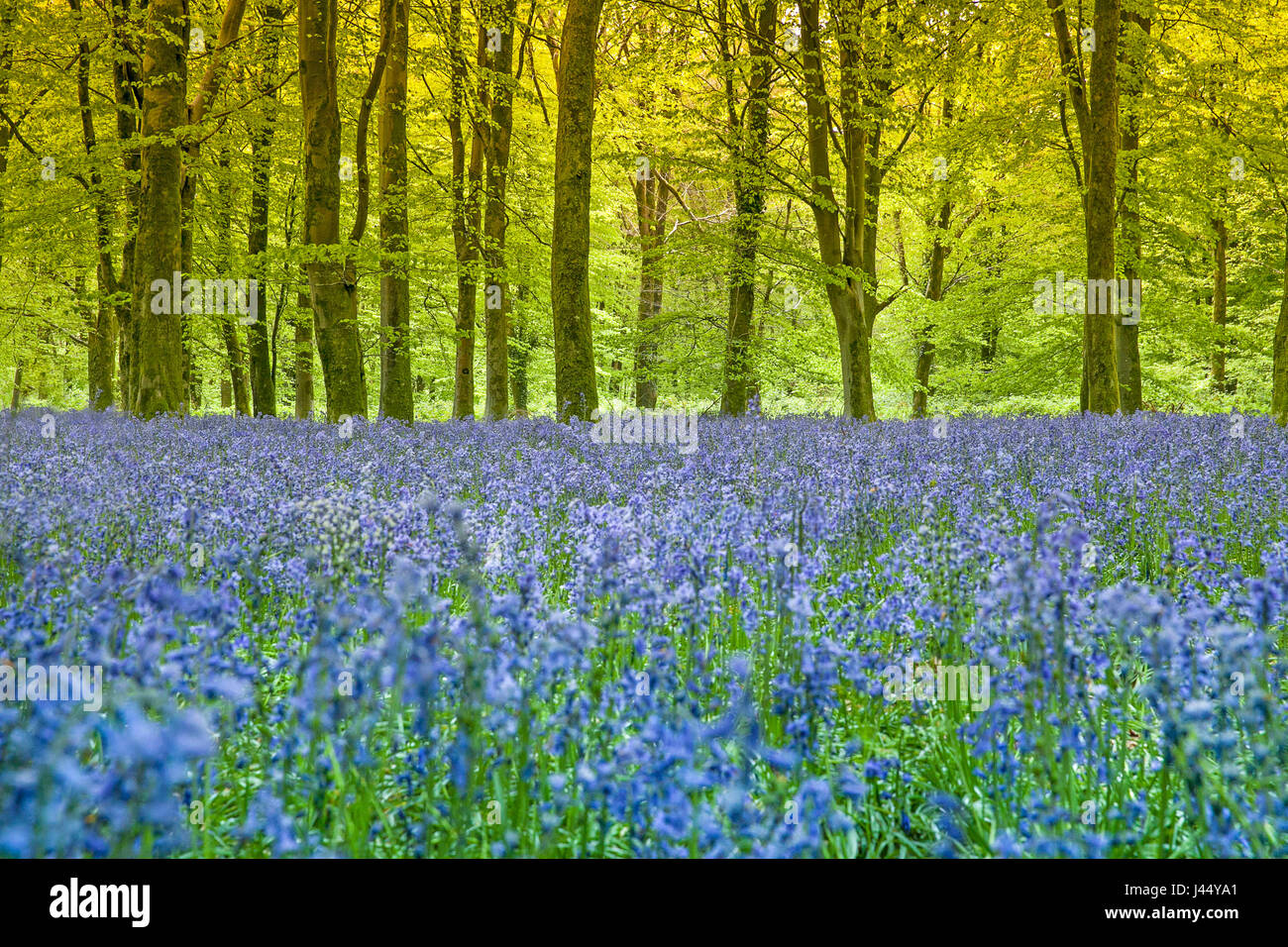 A carpet of bluebells under beech trees in ancient Dorset woodland and where the evening light was just beginning to show through the bluebell stems Stock Photo