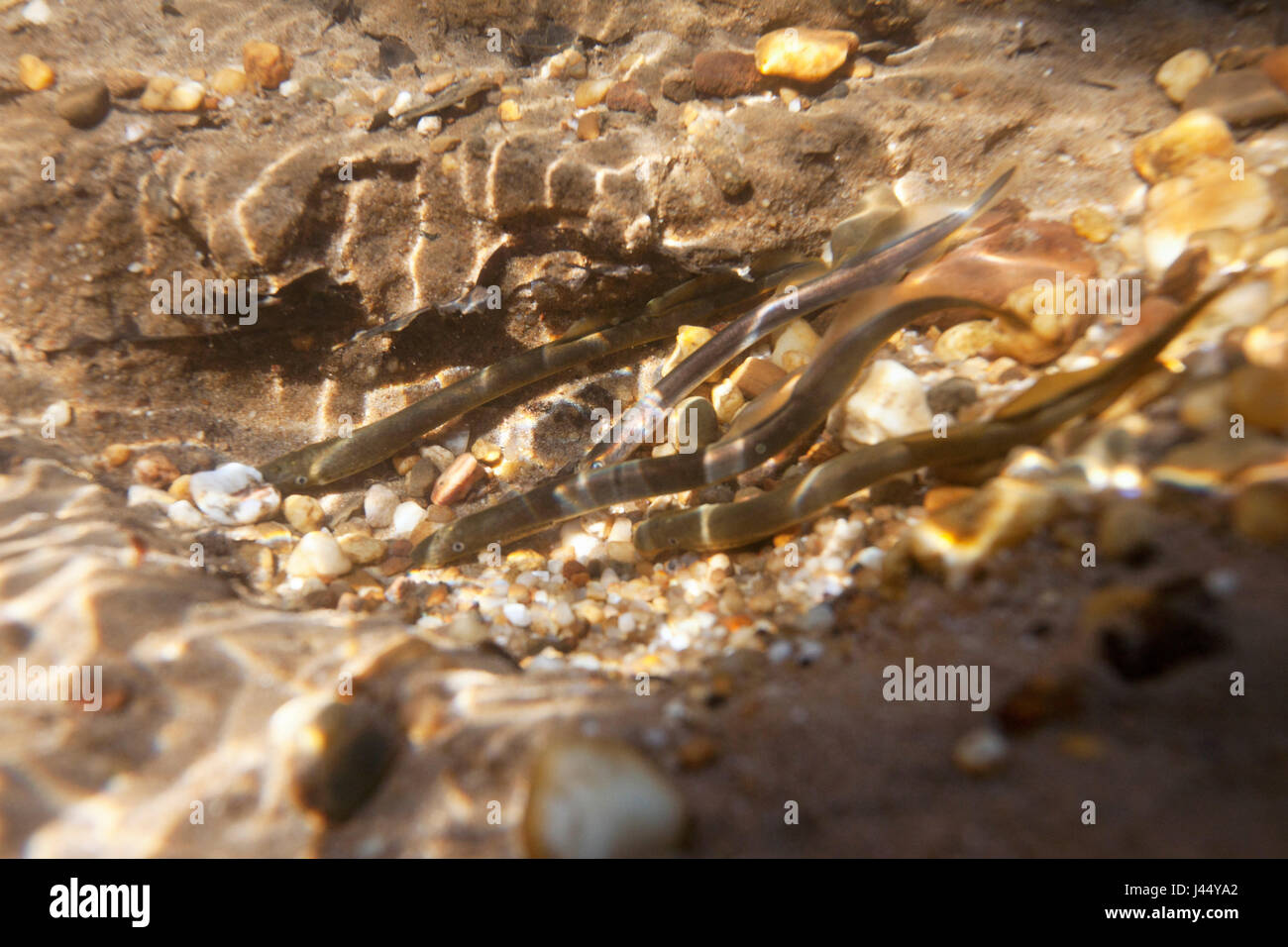 spawning brook lampreys Stock Photo