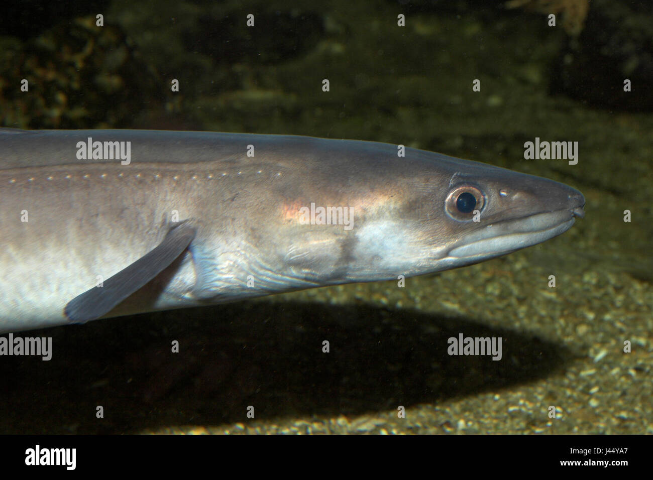portrait of a conger eel Stock Photo