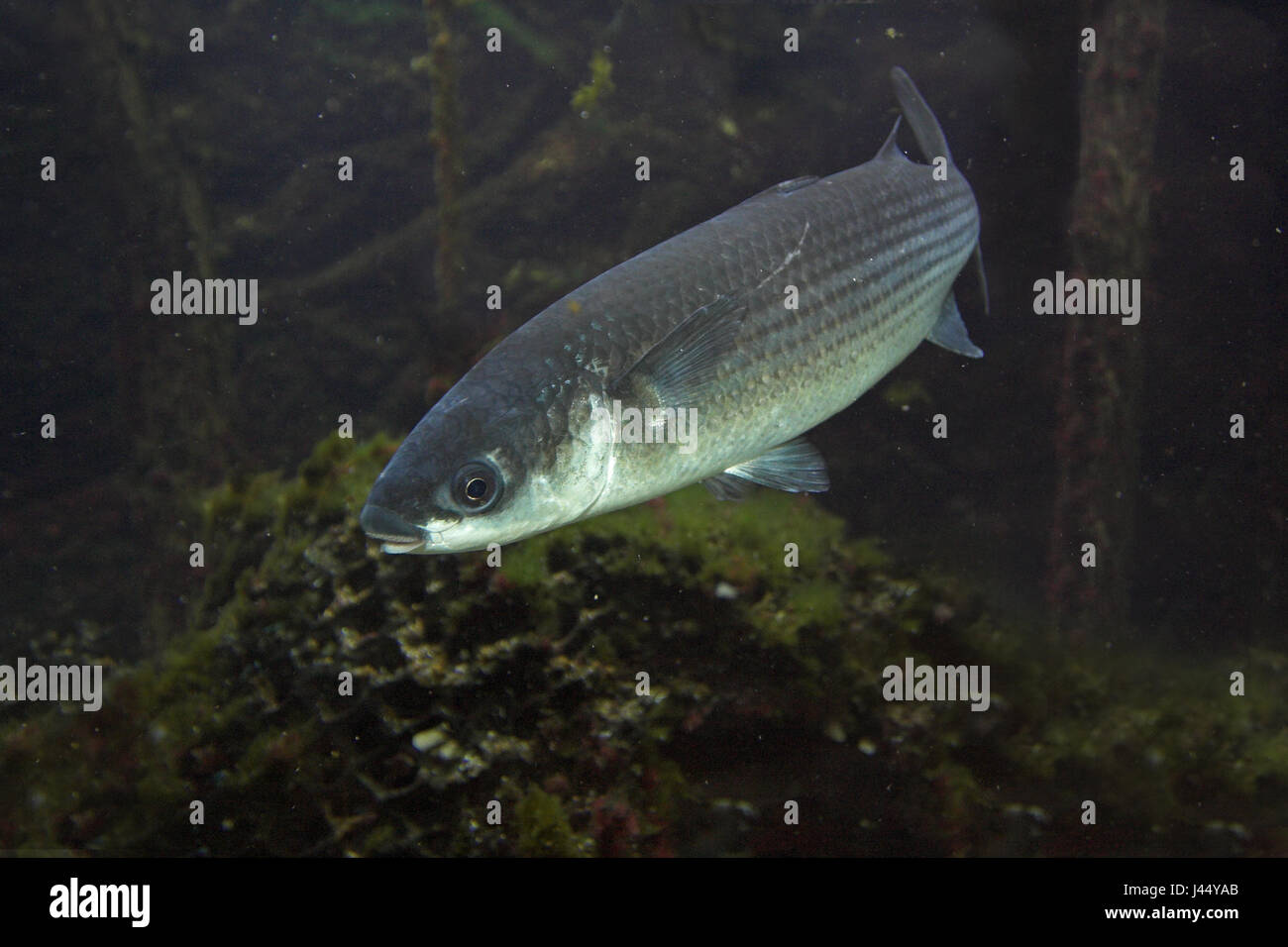 picture of a swimming thicklip grey mullet Stock Photo