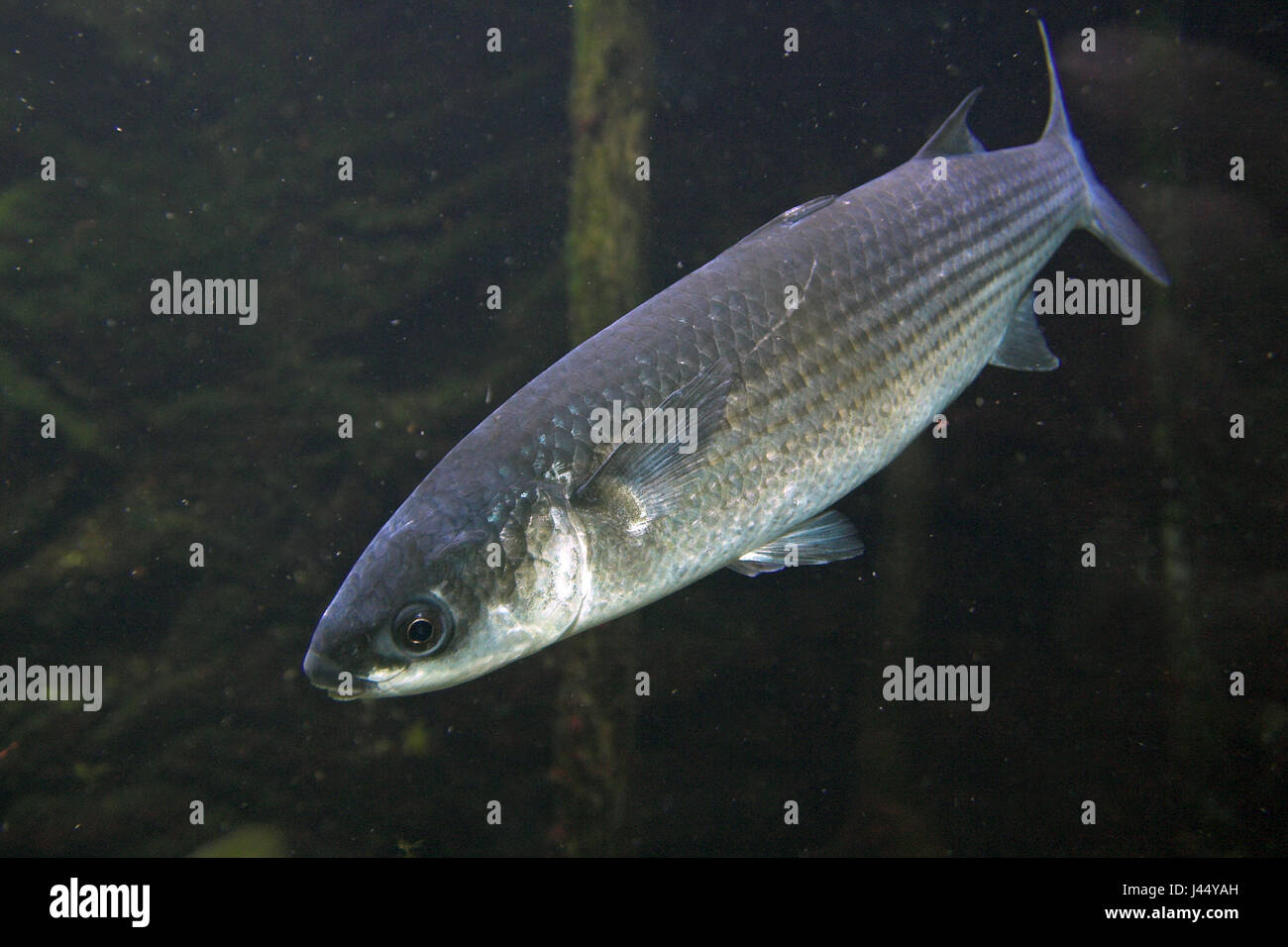 Swimming thicklip grey mullet (Chelon labrosus) Stock Photo