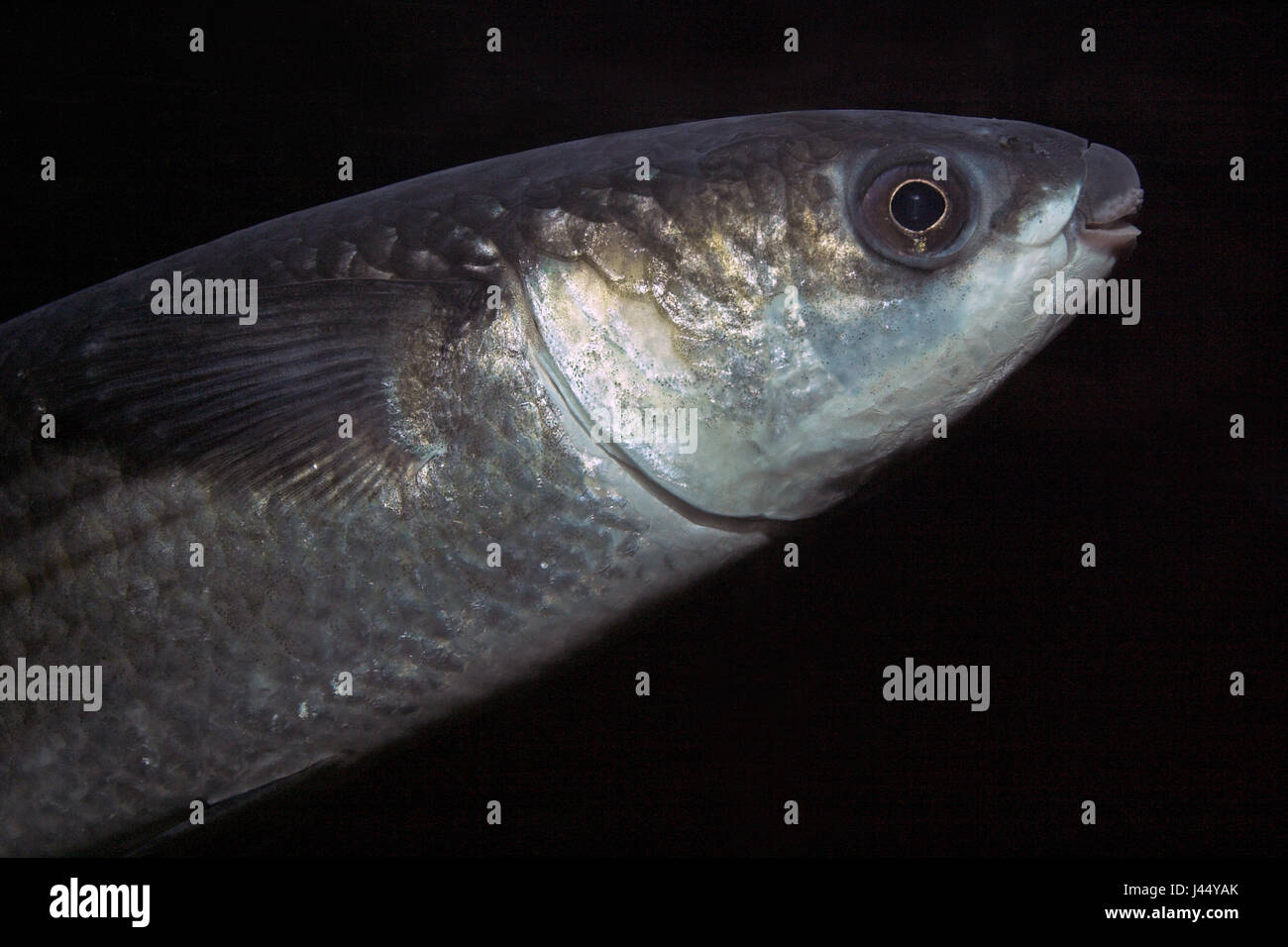 portrait of a thicklip grey mullet Stock Photo