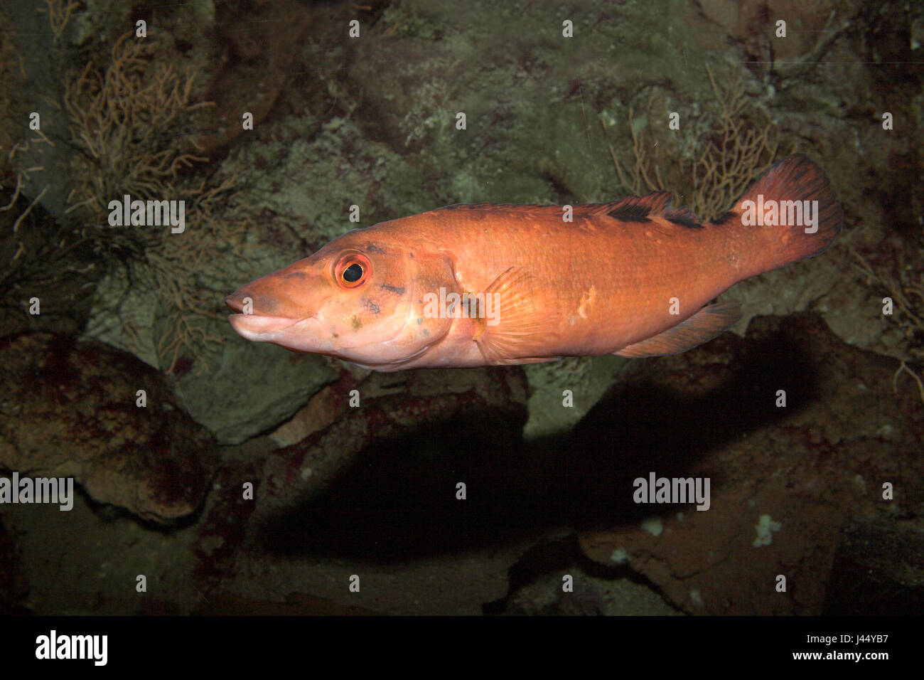 Balen Fish picture of a swimming ballan wrasse Stock Photo - Alamy