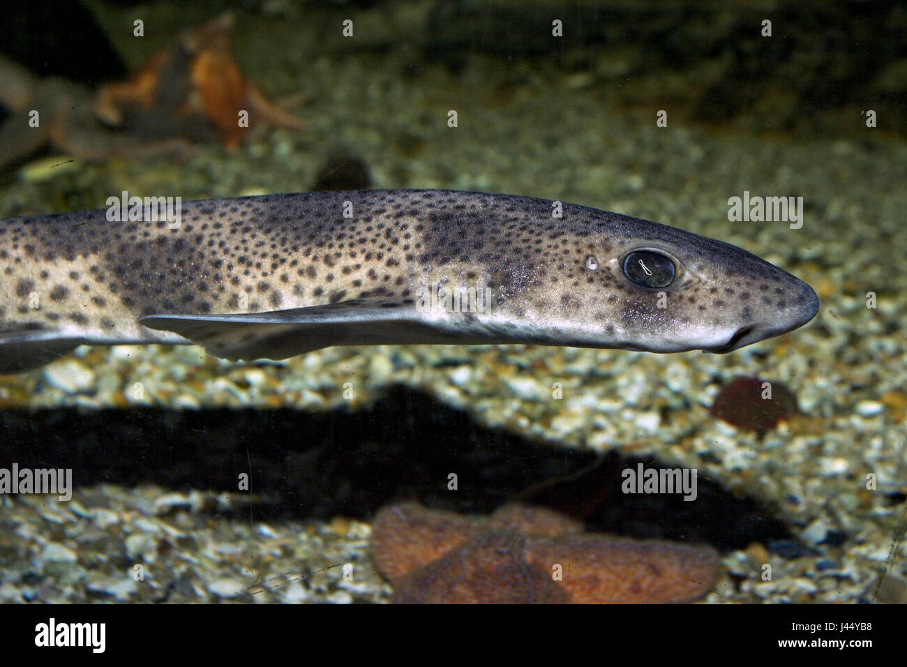 portrait of a small-spotted catshark Stock Photo