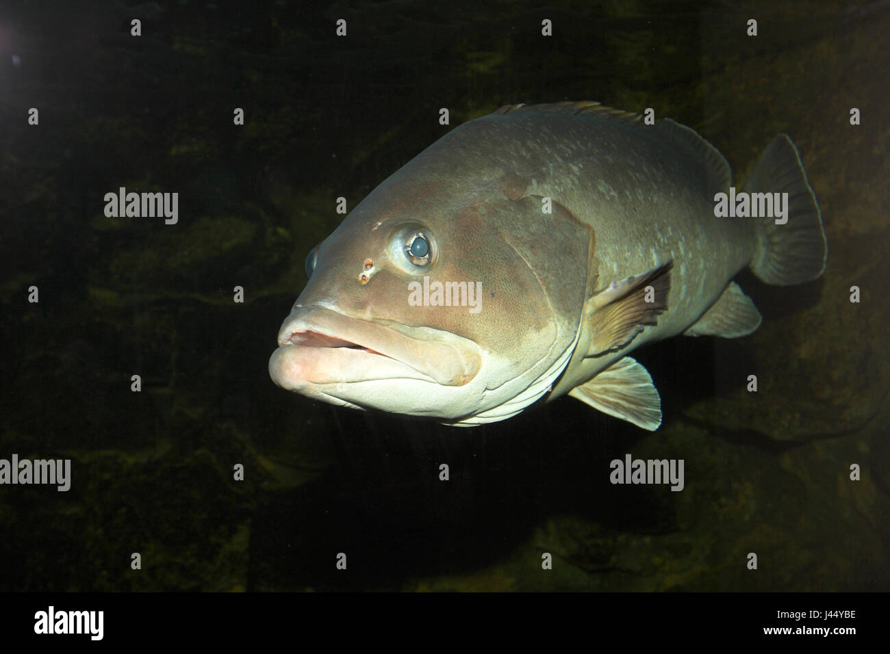 picture of a swimming Wreckfish Stock Photo