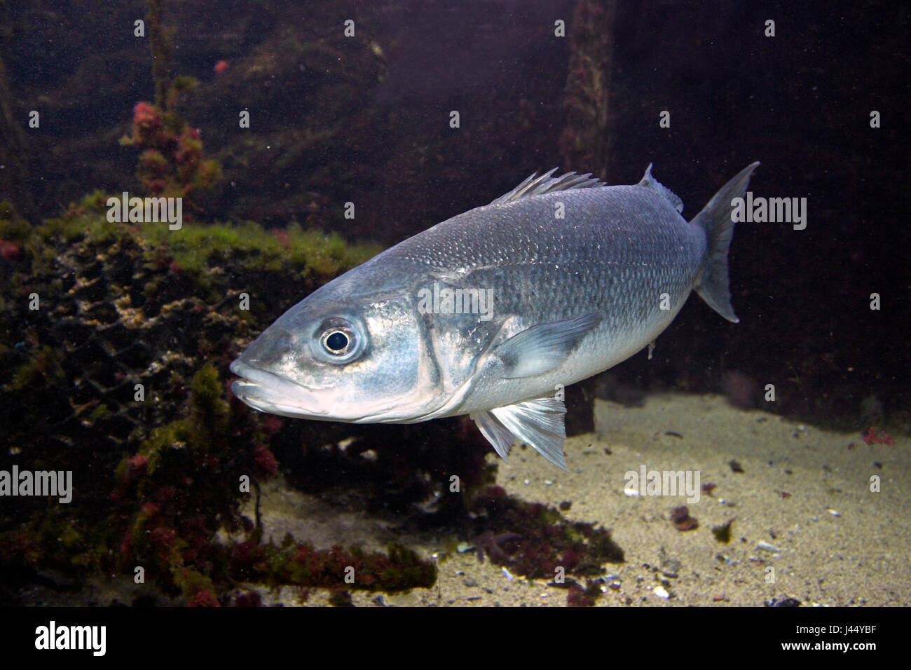 picture of a swimming seabass Stock Photo