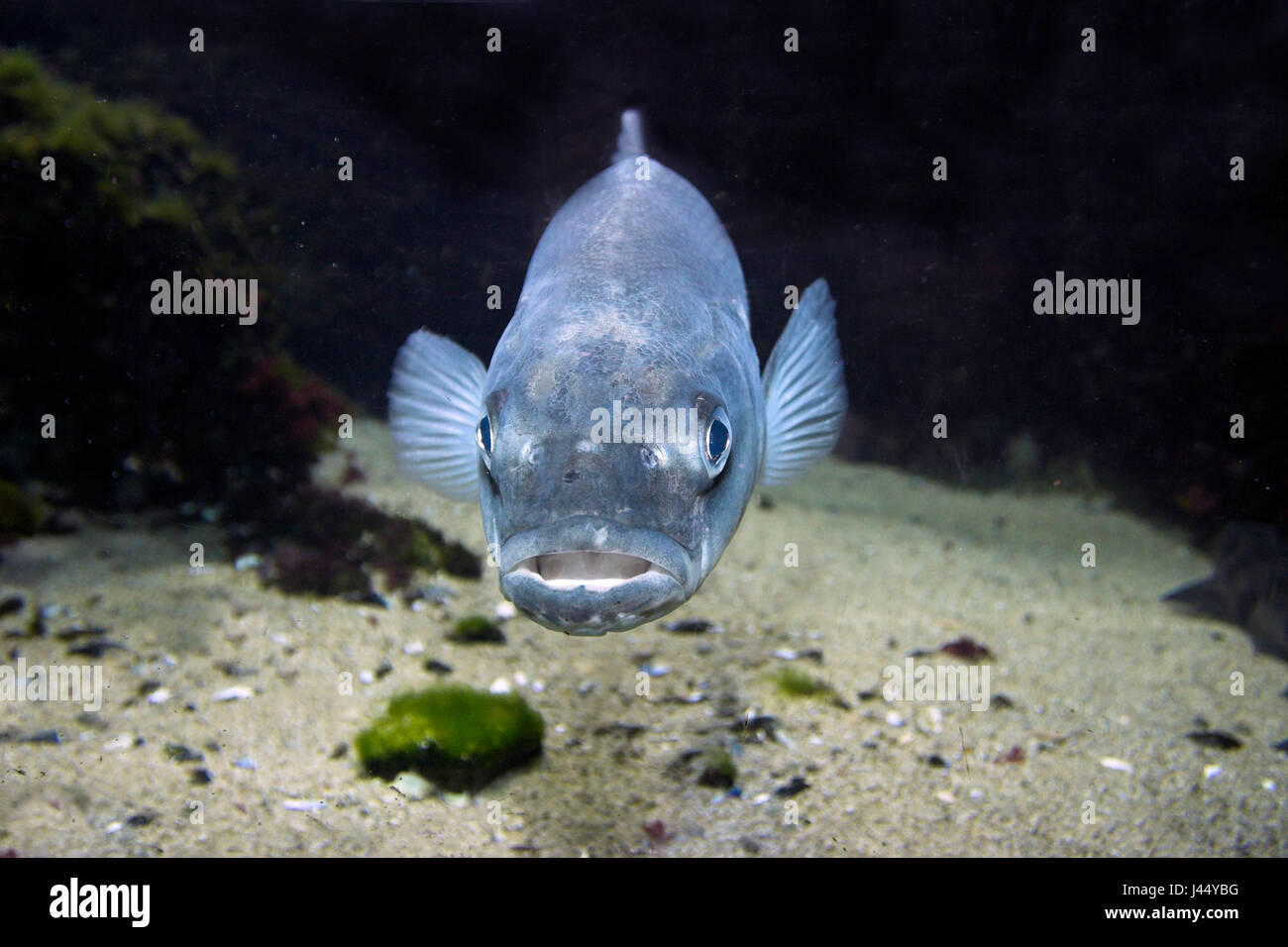 picture of a seabass swimming straight towards the camera Stock Photo
