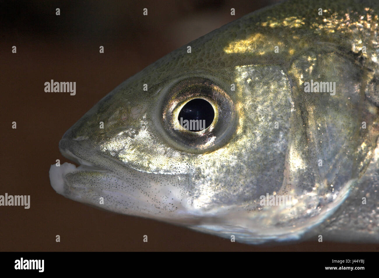 portrait of a seabass Stock Photo