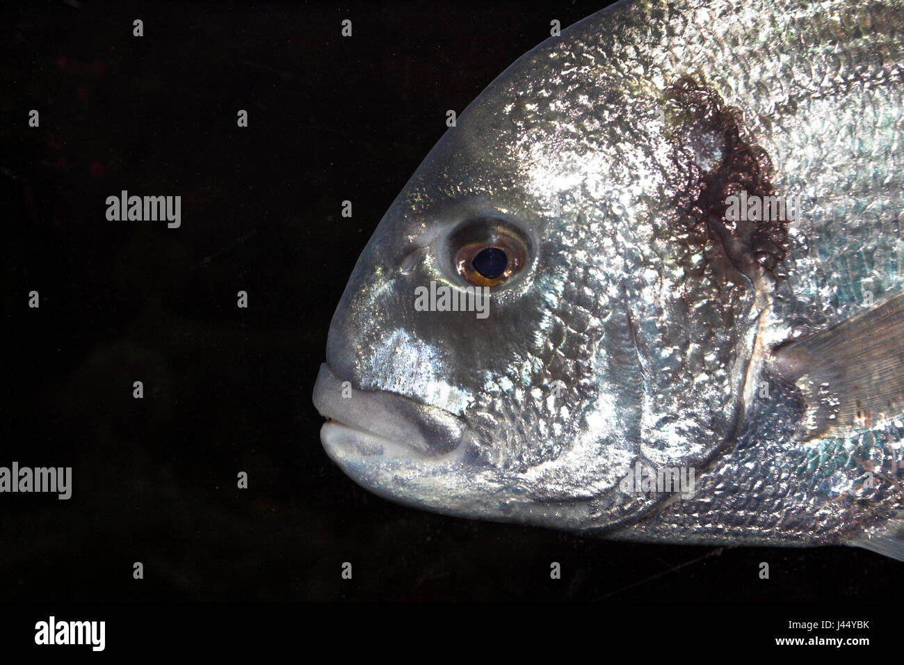 portrait of a gilthead seabream Stock Photo