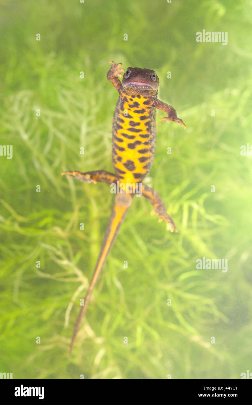 Female crested newt swimming between water vegetation Stock Photo