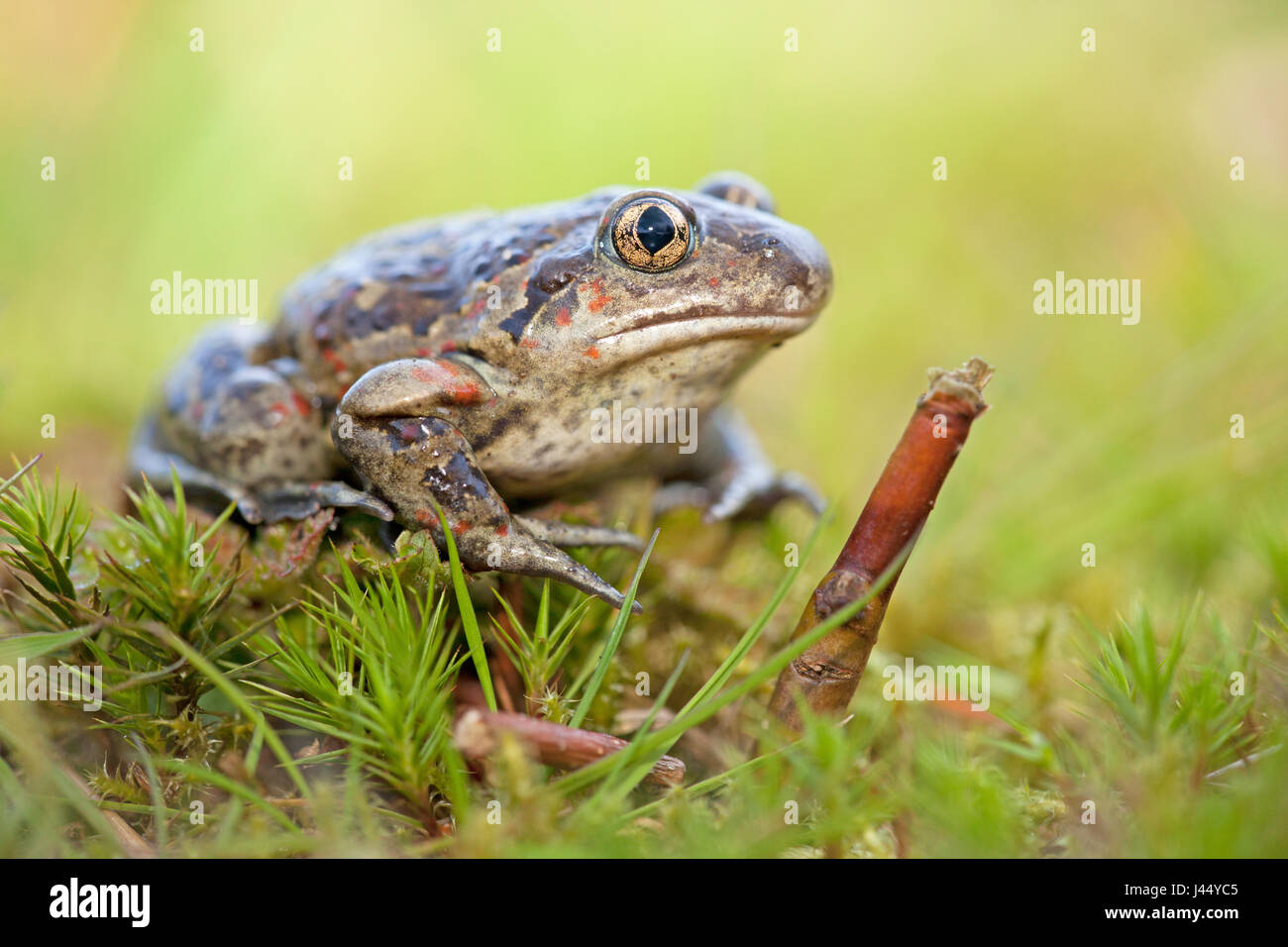 Portrait of a male common spadefoot Stock Photo Alamy