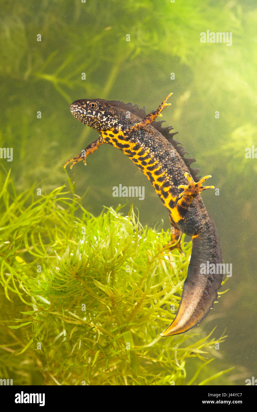 photo of a male crested newt swimming between water vegetation Stock Photo
