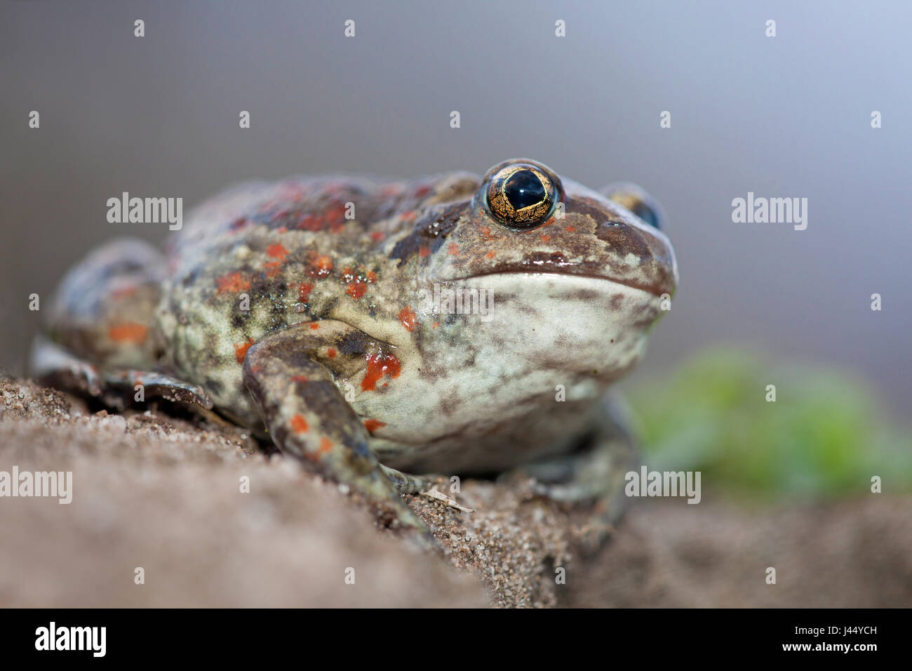 Portrait of a female common spadefoot; Stock Photo