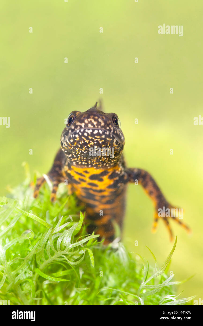 portrait of a male crested newt swimming between water vegetation Stock Photo