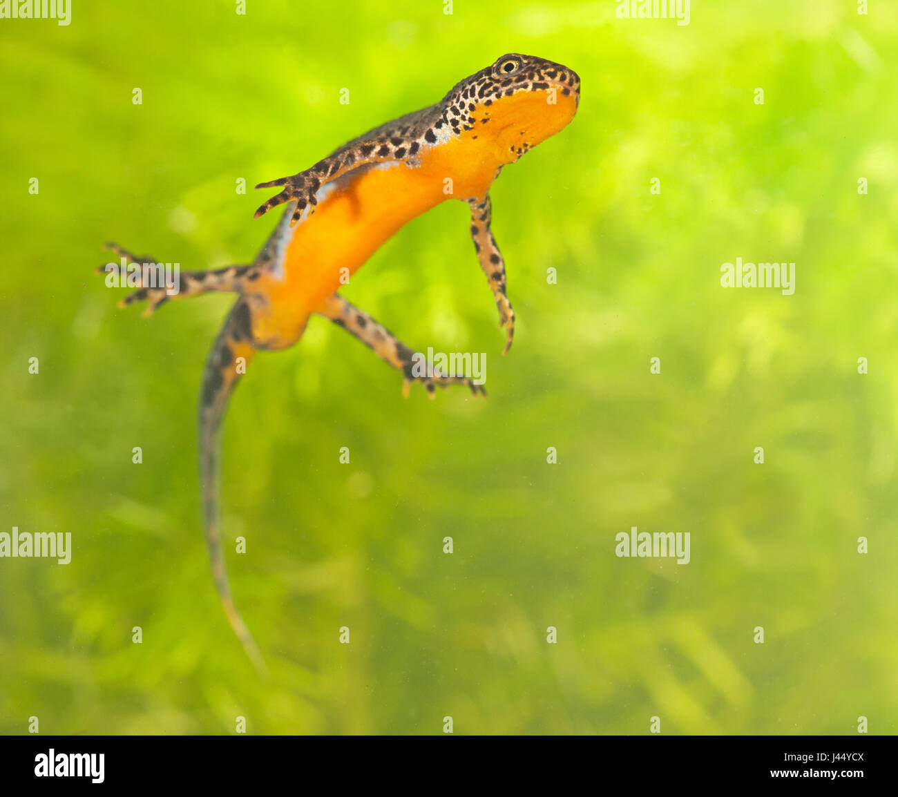 photo of a male Alpine newt swimming between water vegetation Stock Photo