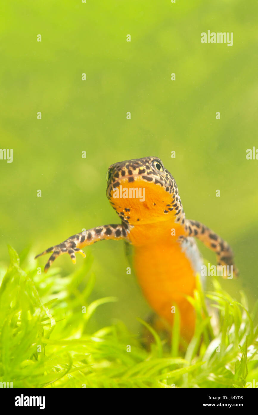 portrait of a male Alpine newt between water vegetation Stock Photo
