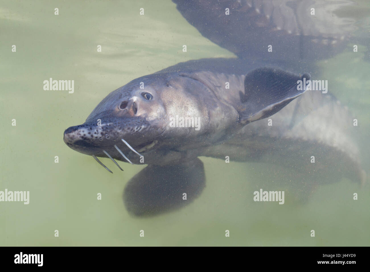 photo of an atlantic sturgeon swimming just below the surface Stock Photo