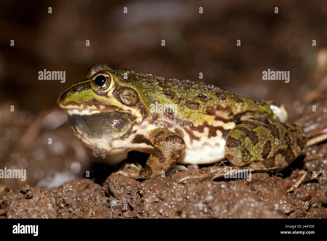 Common river frog; Afrana angolensis Stock Photo