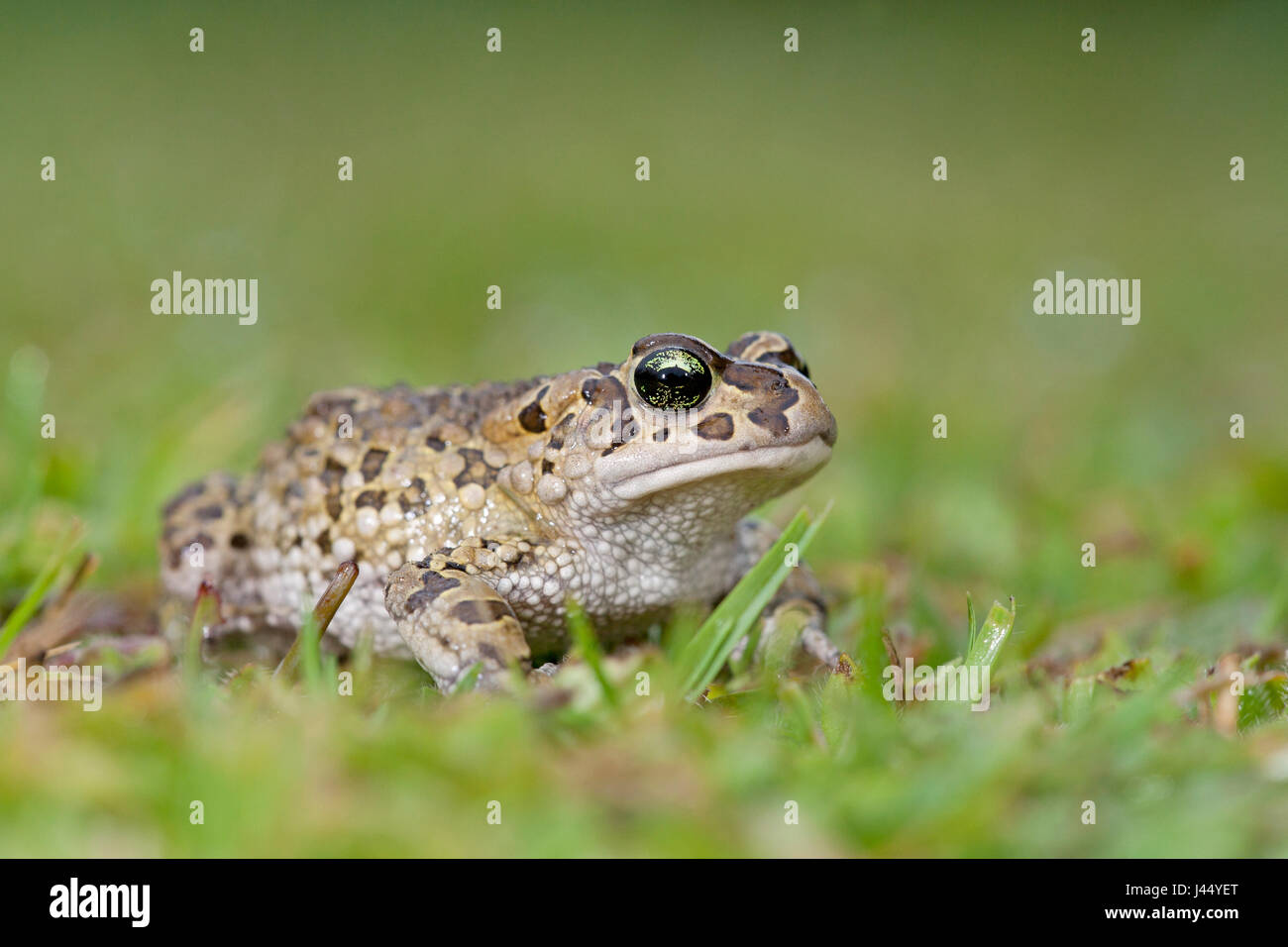 Karoo toad; bufo gariepensis Stock Photo