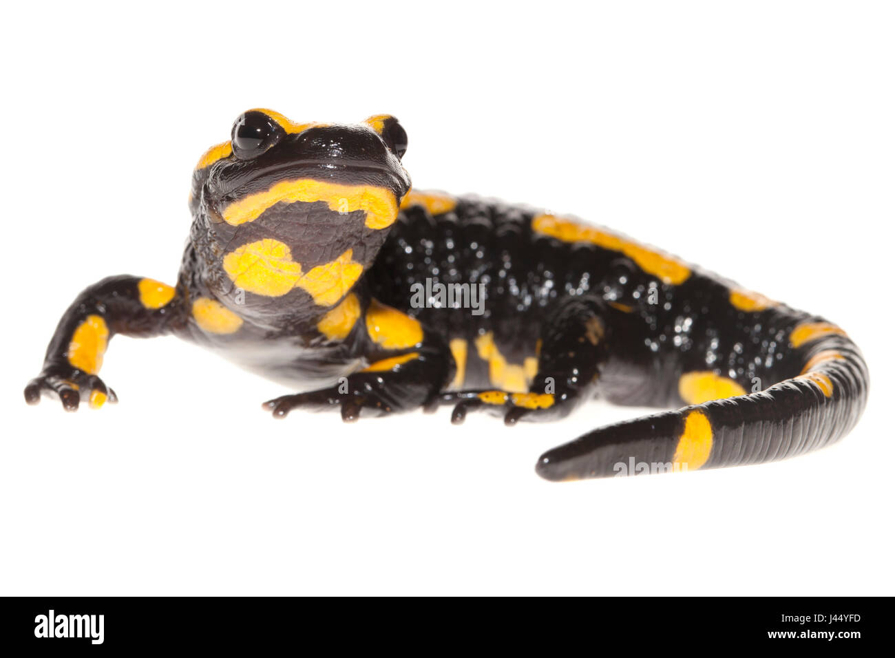 Red Fire Salamander High Resolution Stock Photography and Images Alamy