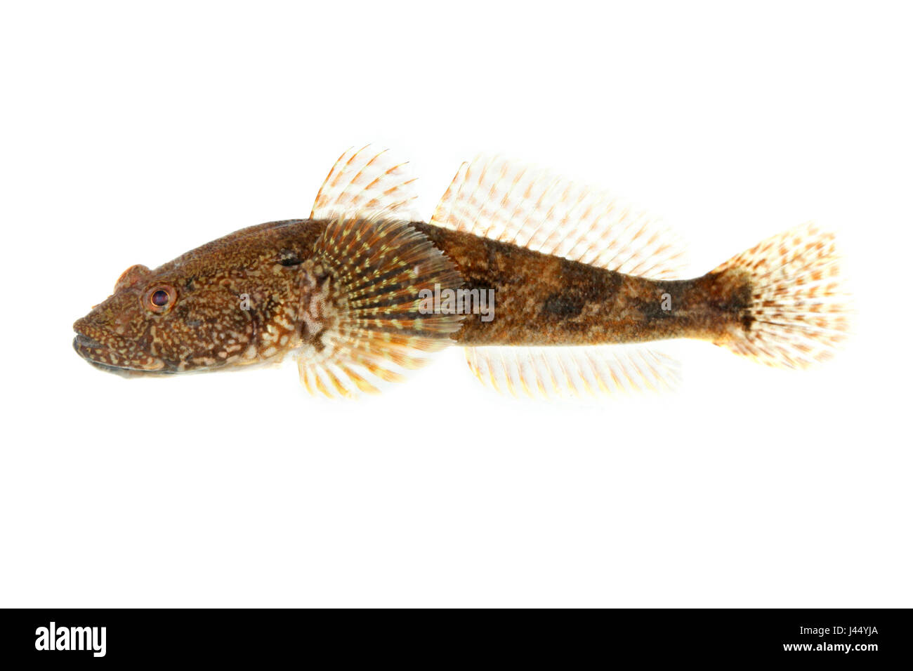 rendered photo of a bighead goby Stock Photo