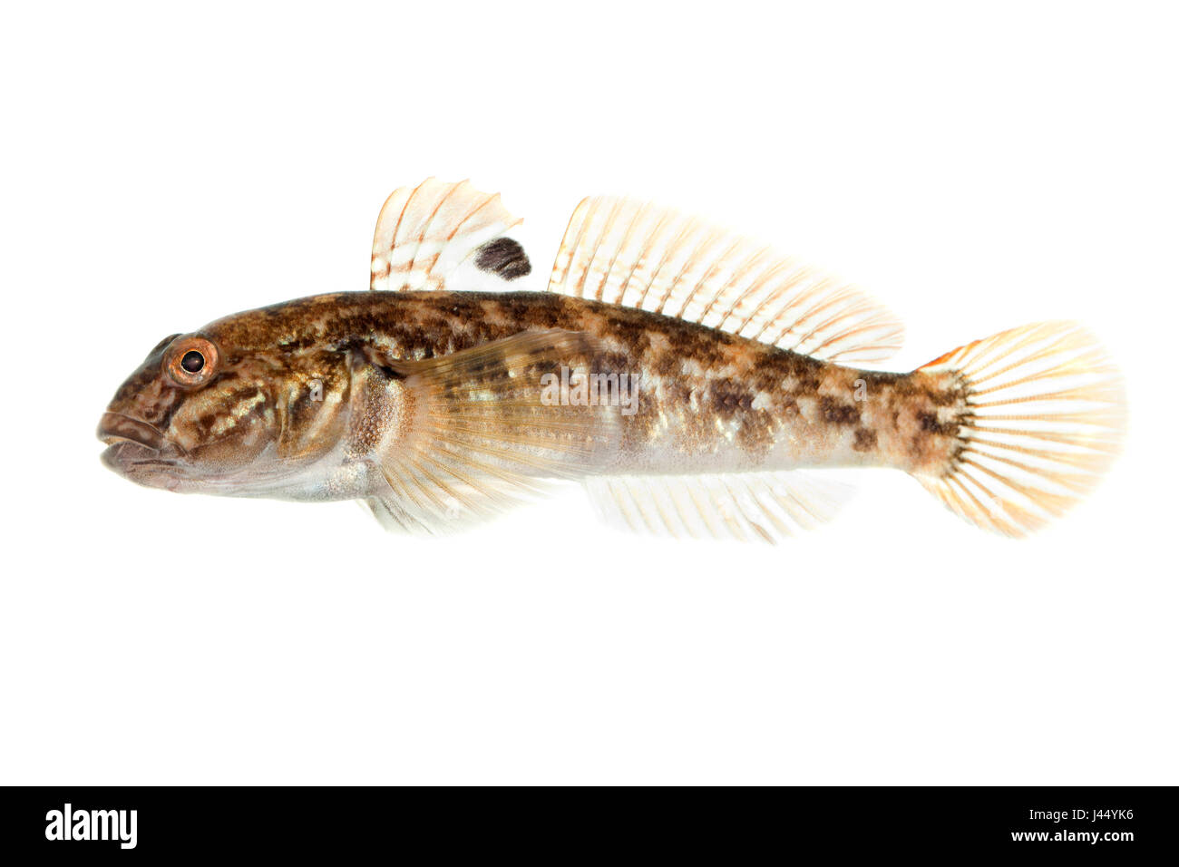 Round goby Cut Out Stock Images & Pictures - Alamy