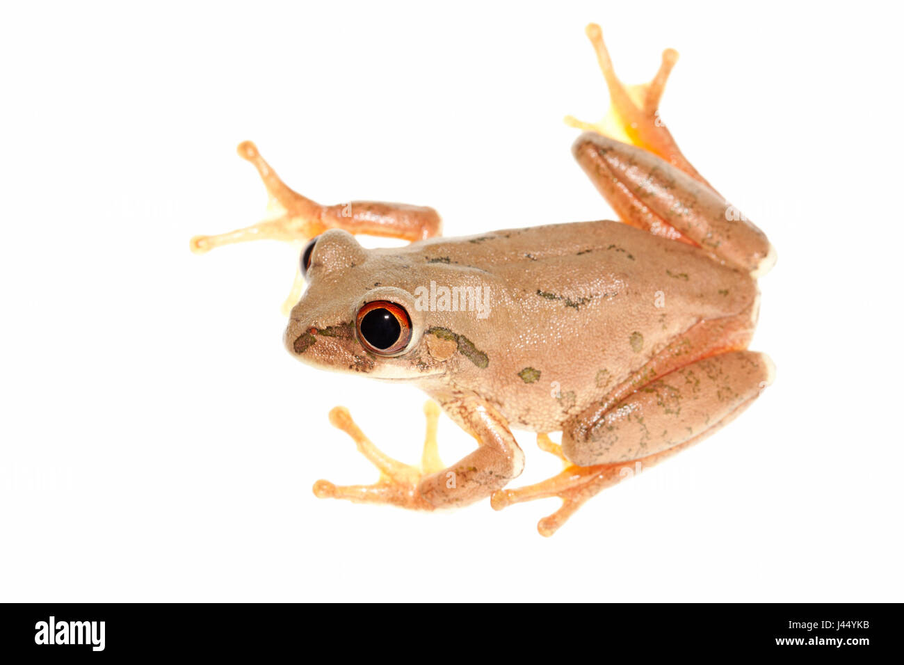 rendered photo of a Natal tree frog Stock Photo