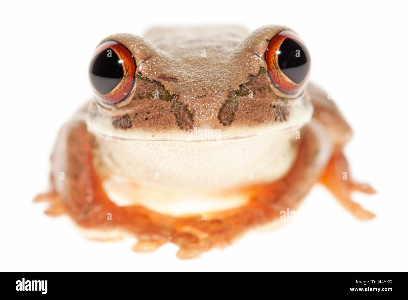 rendered photo of a Natal tree frog Stock Photo