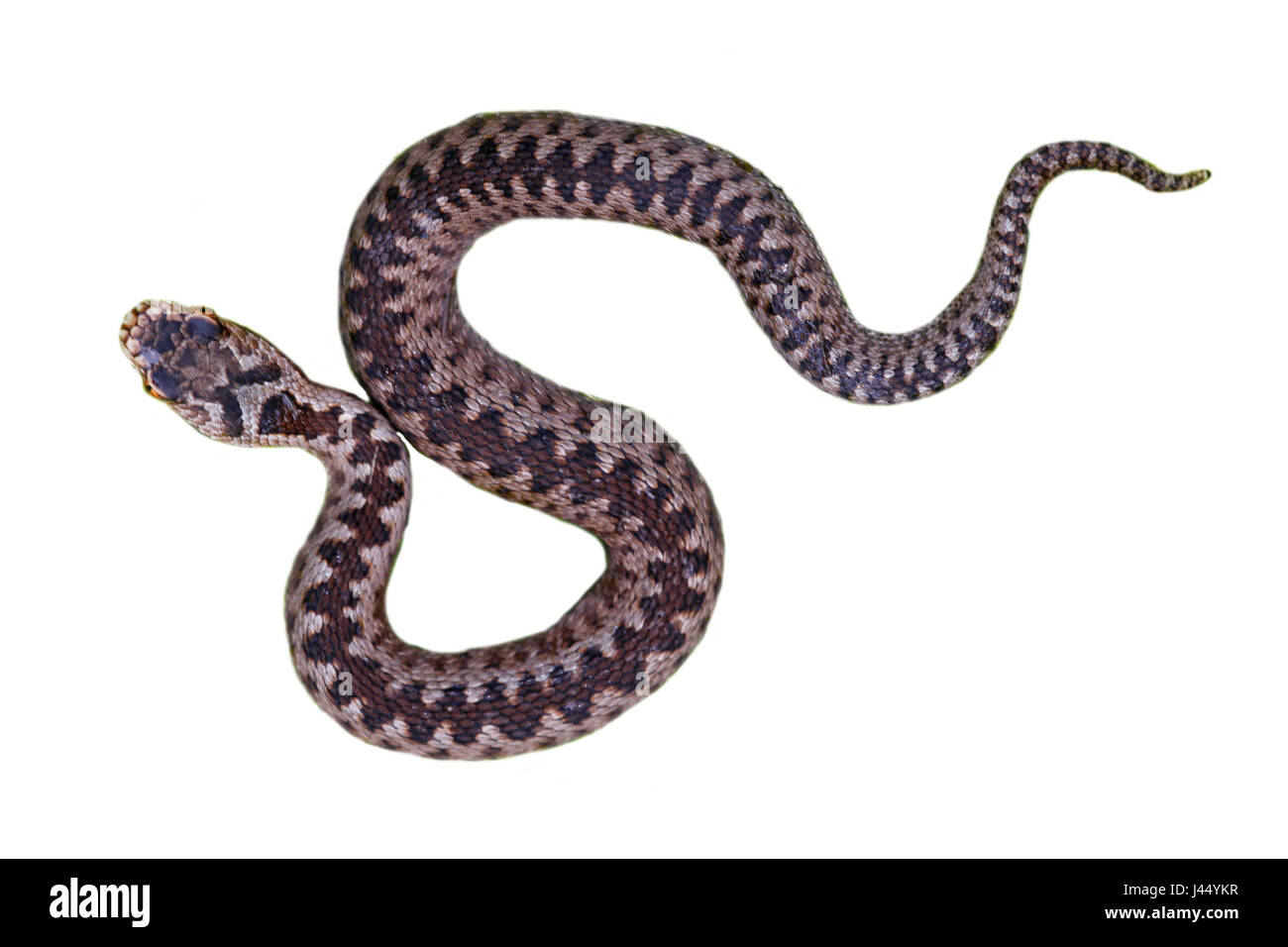 photo of a common viper against a white background Stock Photo