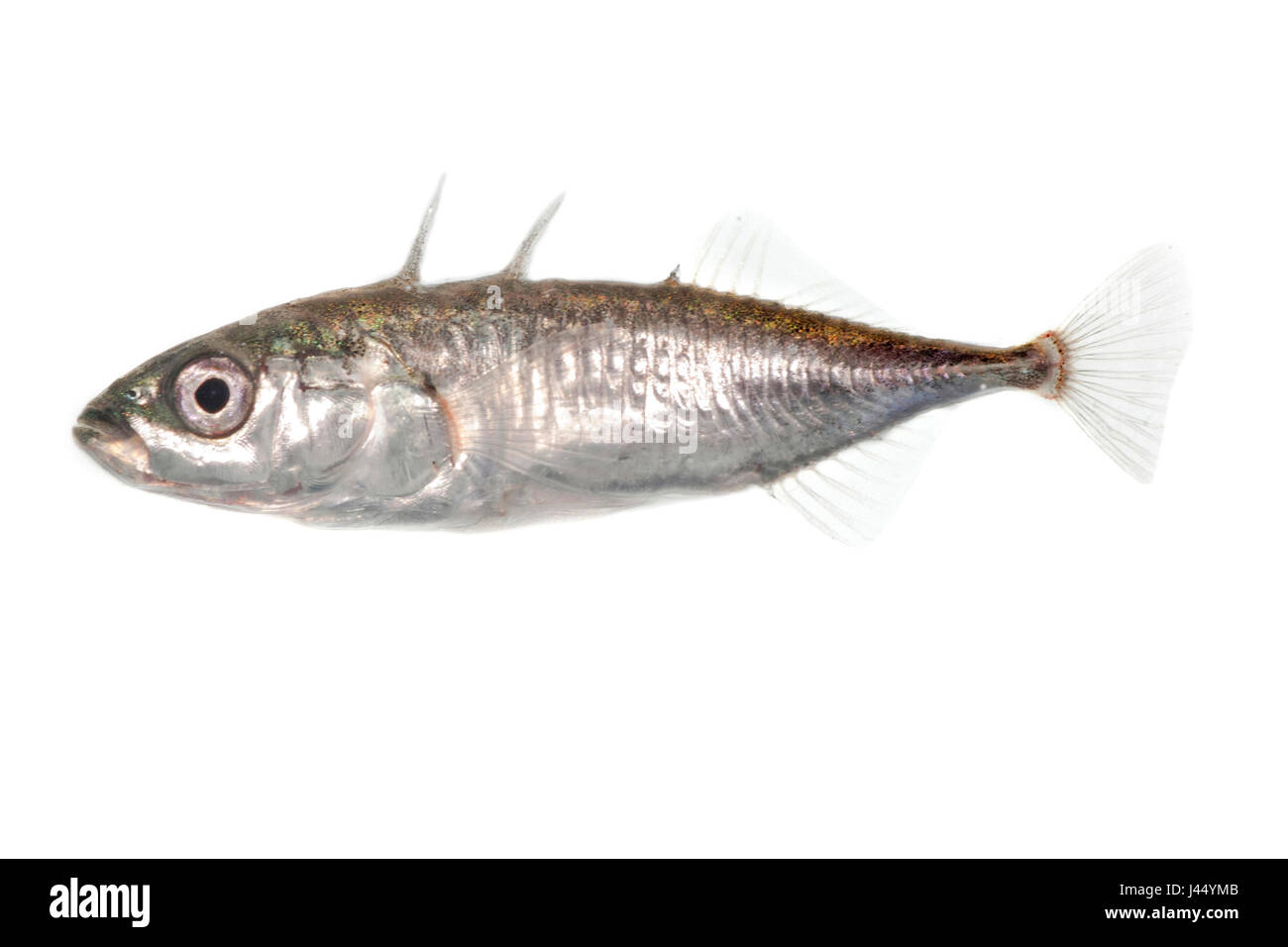 photo of stickleback against a white background Stock Photo