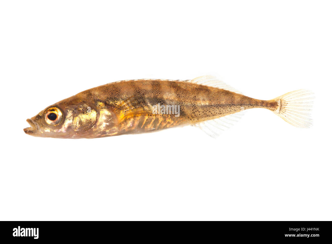 photo of a female tenspined stickleback against a white background Stock Photo