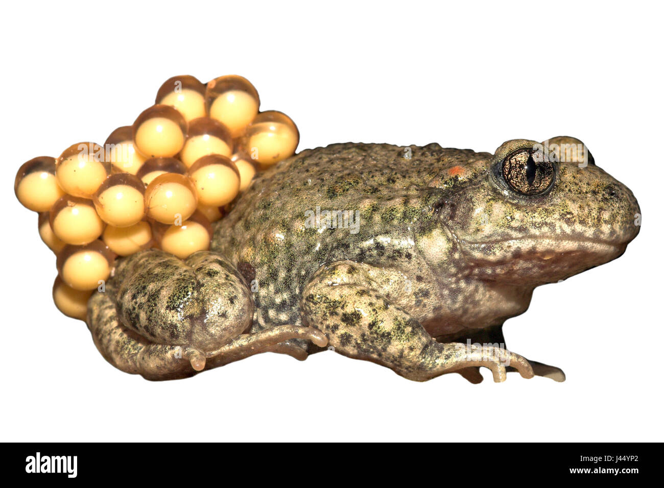 Common midwife toad with eggs against a white background (rendered) Stock Photo