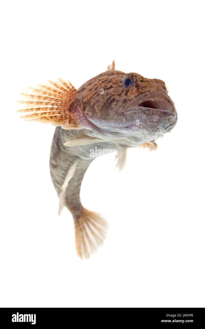 rendered photo of a rhine sculpins against a white background Stock Photo