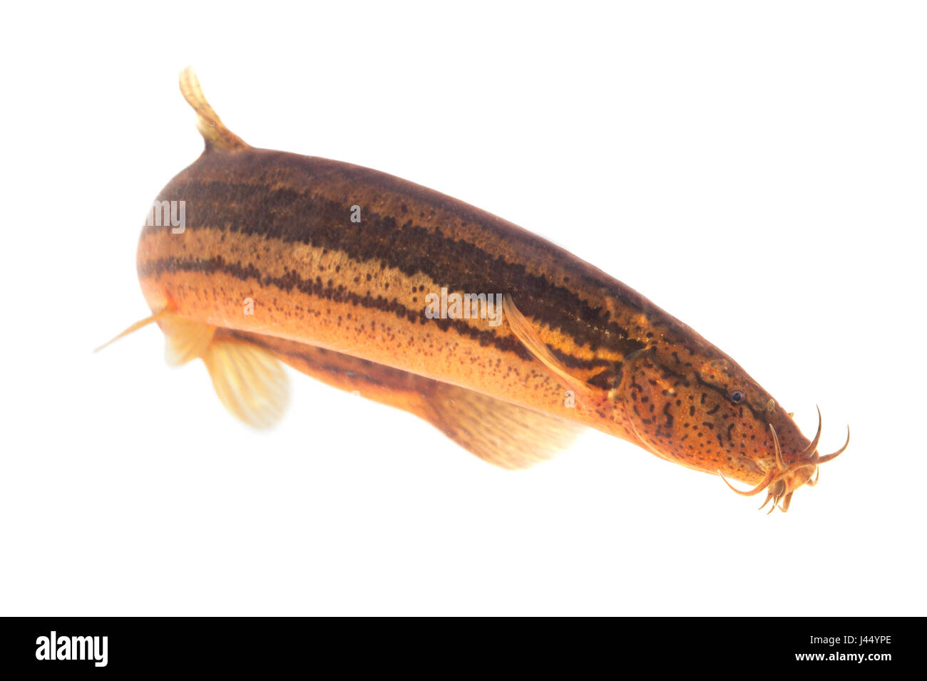 rendered photo of a pond loach against a white background Stock Photo