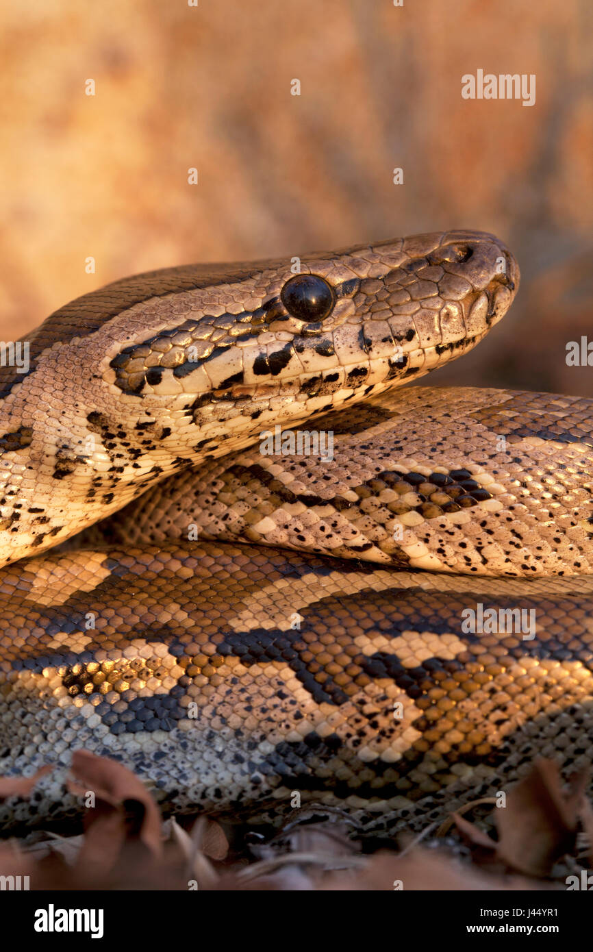 photo of an African rock python in late evening light Stock Photo