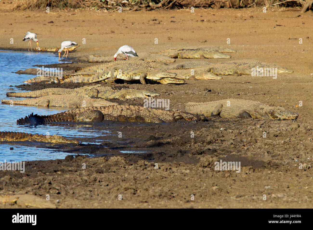 photo of a group basking nile crocodiles Stock Photo