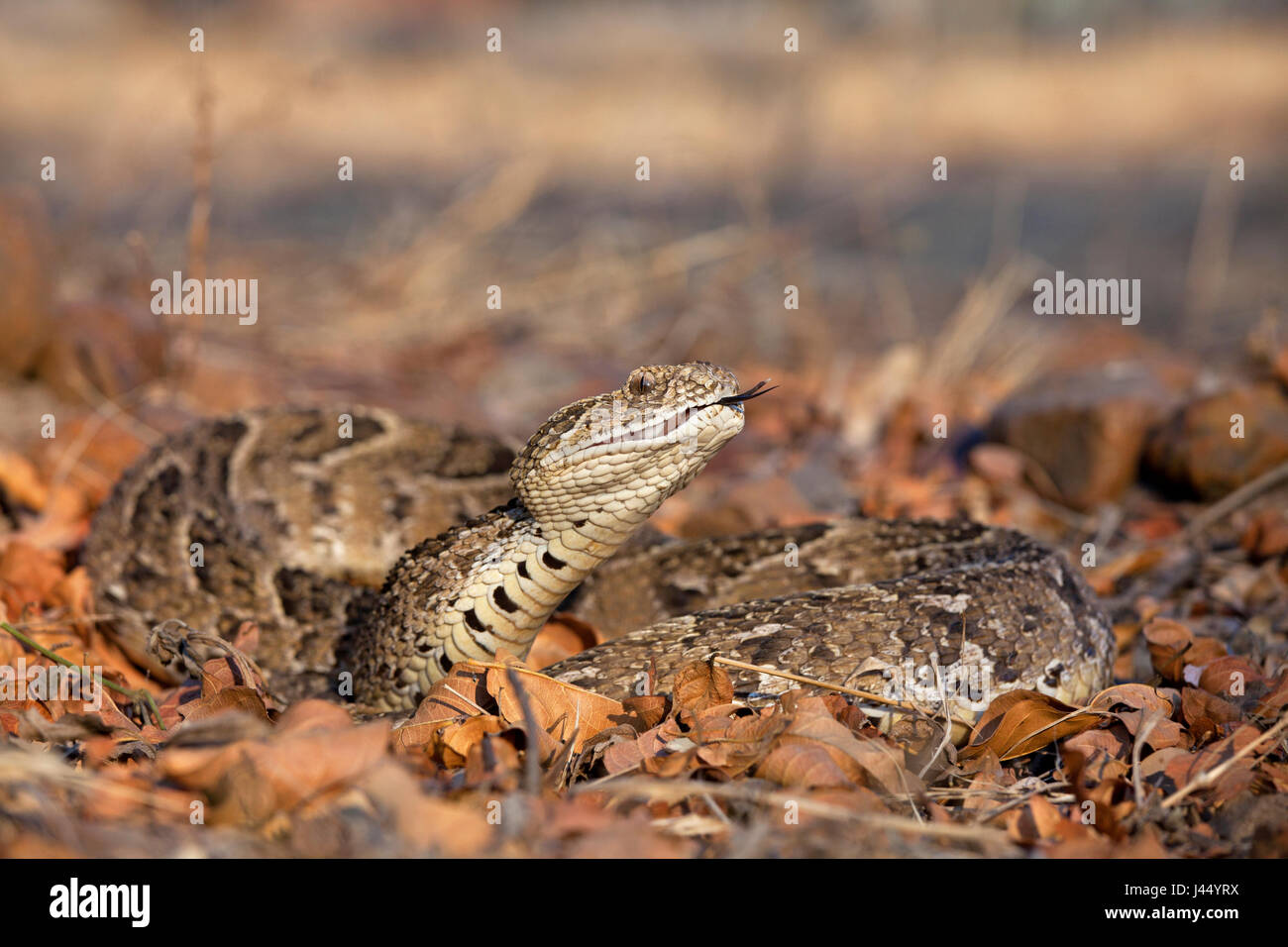 portrait of a puff adder Stock Photo