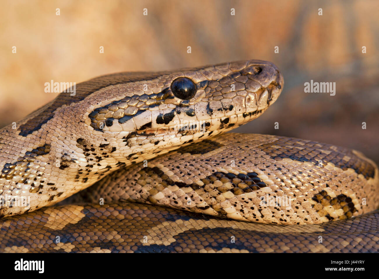 photo of an African rock python in late evening light Stock Photo