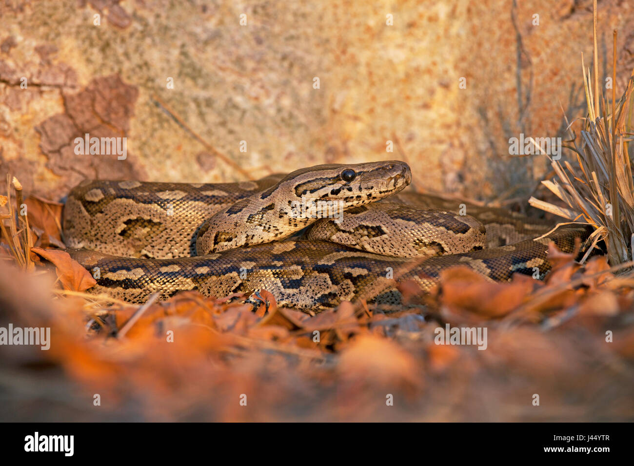 photo of an African rock python in late evening light Stock Photo - Alamy