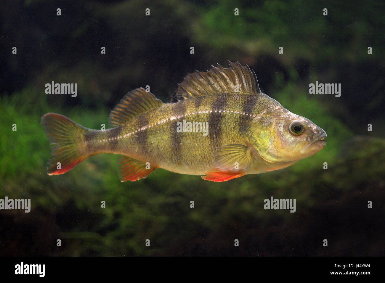 sideview of an adult perch Stock Photo