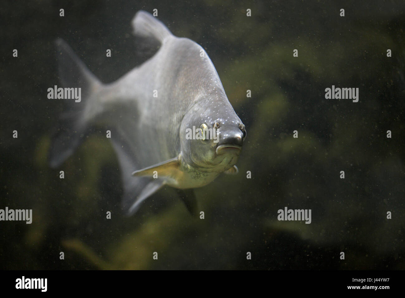 picture of an adult common bream swimming towards the camera Stock Photo