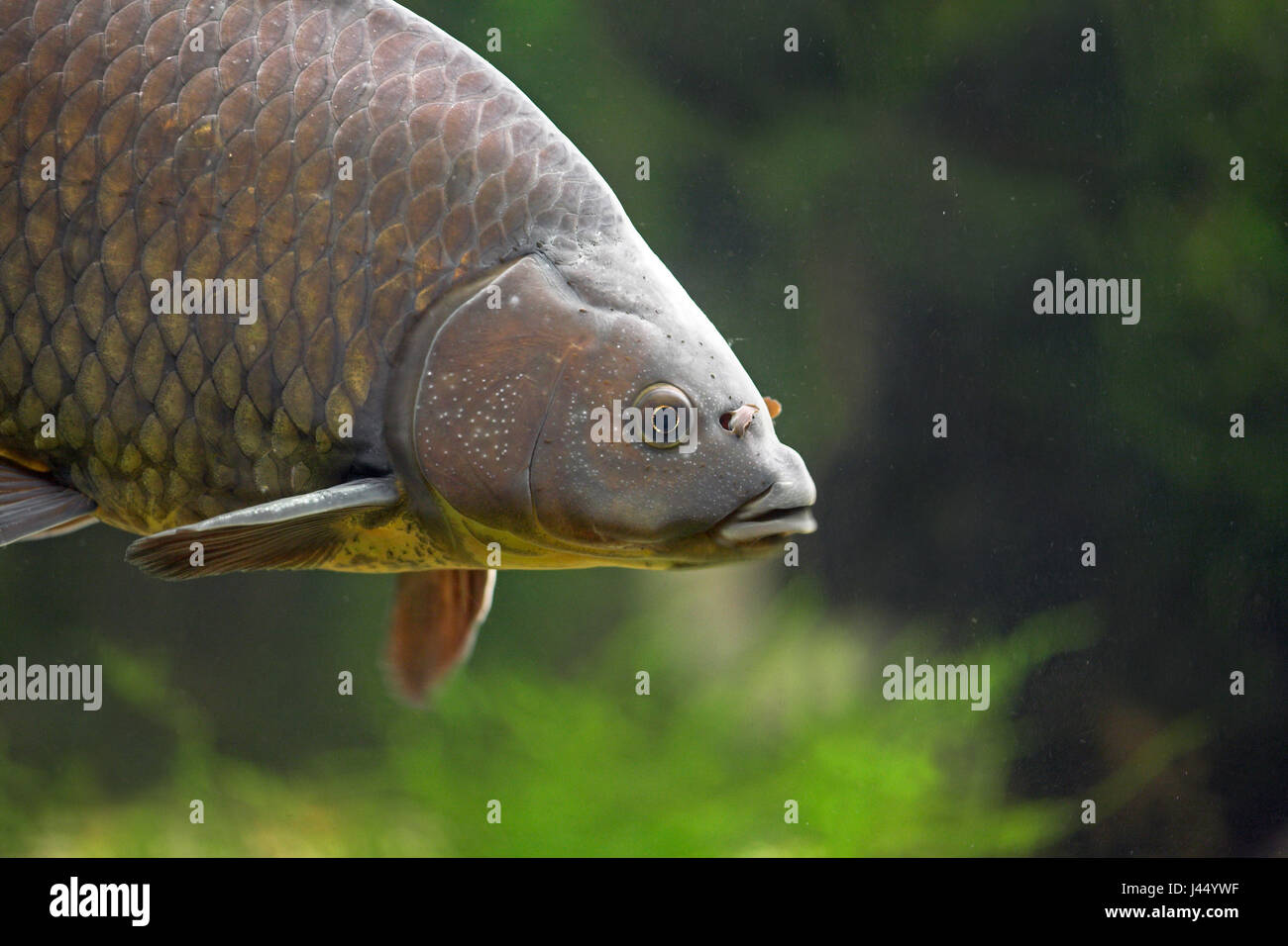 portrait of a Prussian carp with lightgreen plants in the background ...