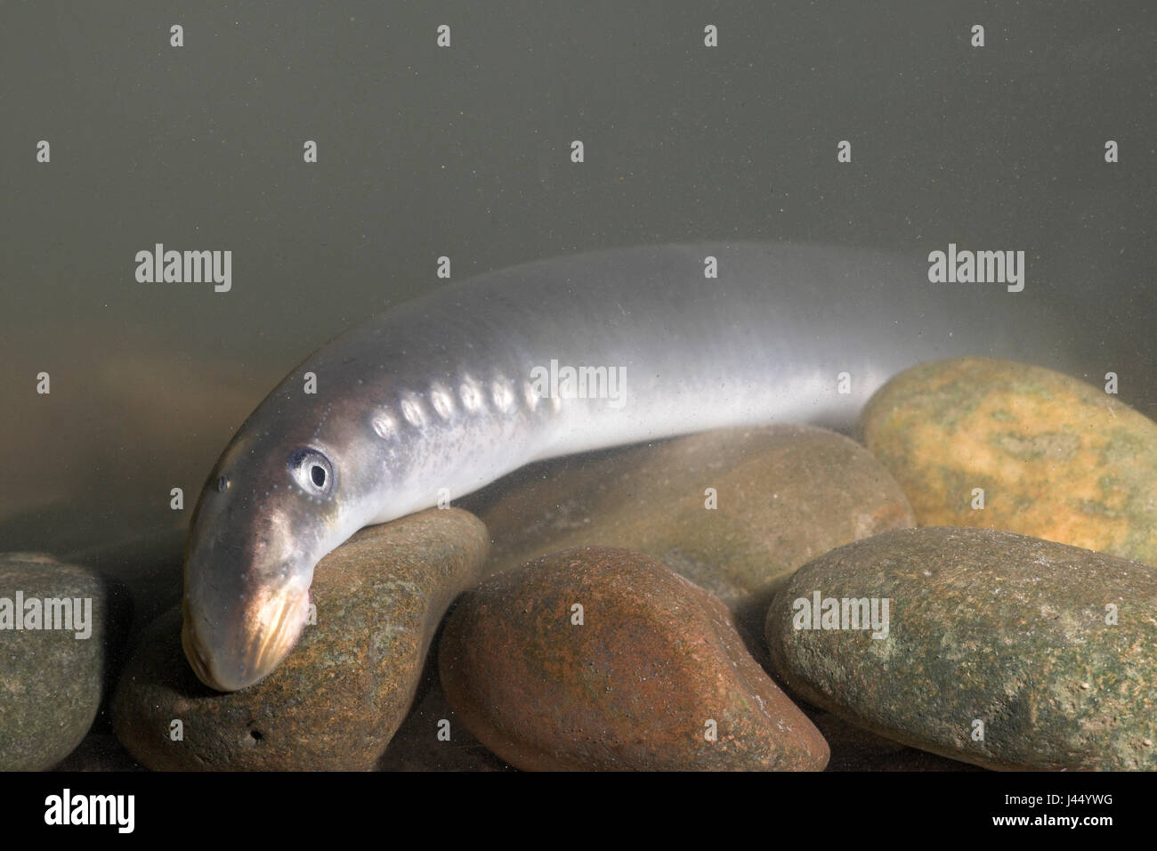 photo of a river lamprey sucked to the rocks on the bottom Stock Photo