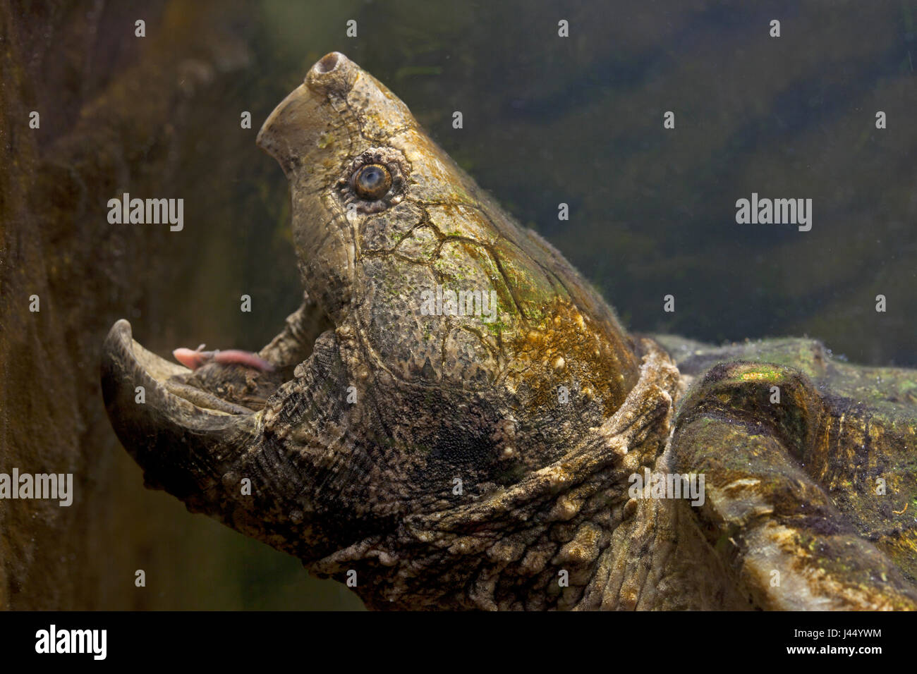 Close-up of an Alligator snapping turtle Stock Photo