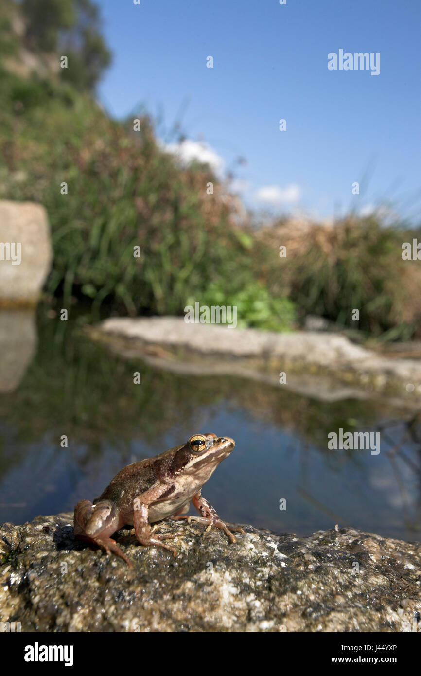 vertical photo of an iberian frog in its environment (mountain stream) Stock Photo